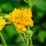 Geum 'Lady Stratheden' (Various Sizes Available) -