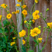 Geum 'Lady Stratheden' (Various Sizes Available) -