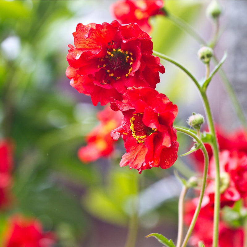 Geum 'Mrs Bradshaw' 9cm/1.5L/3L Pot -