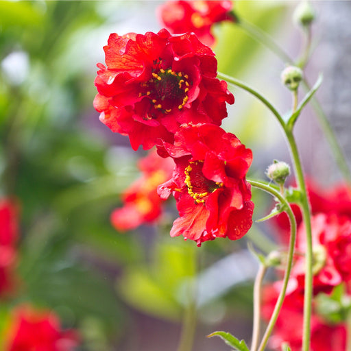 Geum 'Mrs Bradshaw' 9cm/1.5L/3L Pot -
