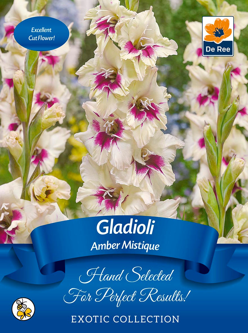 Gladioli Bulbs | 'Amber Mistique' | Exotic Collection 7 Bulbs -