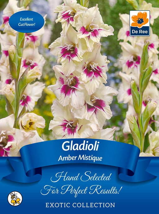 Gladioli Bulbs | 'Amber Mistique' | Exotic Collection 7 Bulbs -