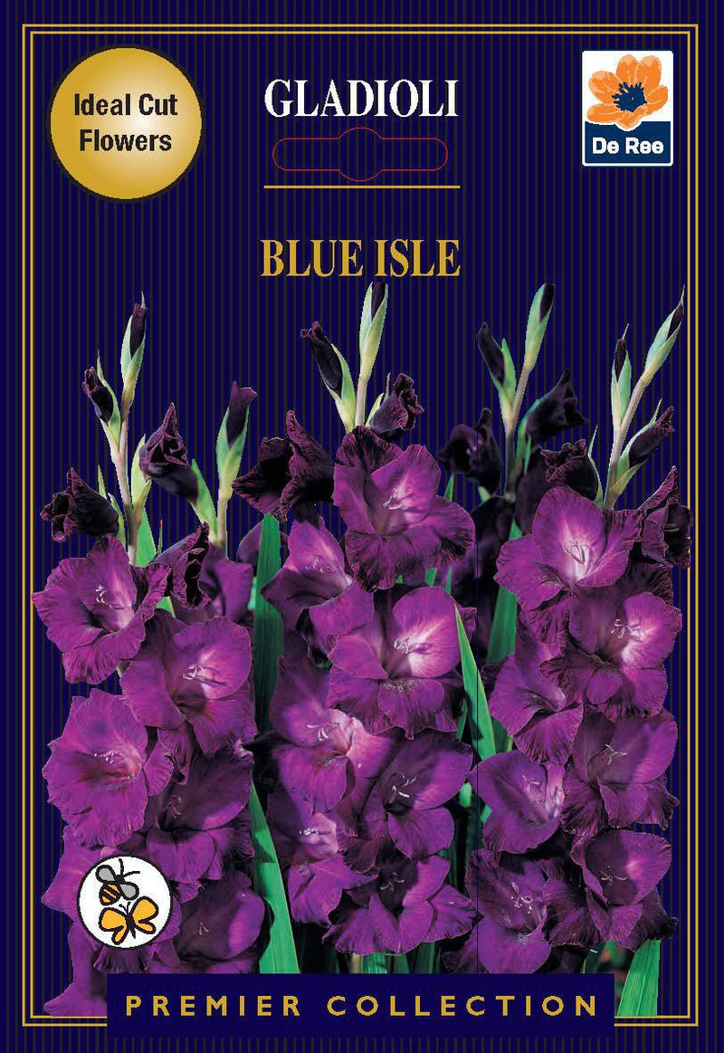 Gladioli Bulbs | Blue Isle |10 Bulbs -