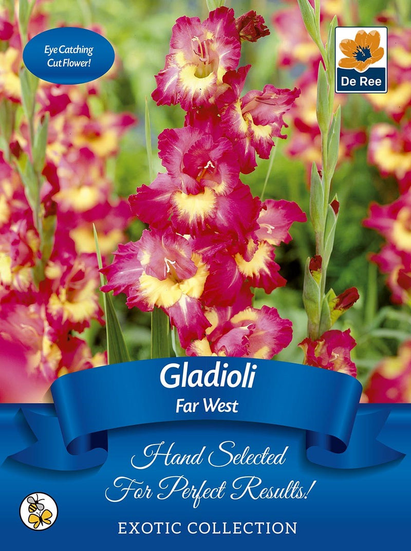 Gladioli Bulbs | 'Far West' | Exotic Collection 7 Bulbs -