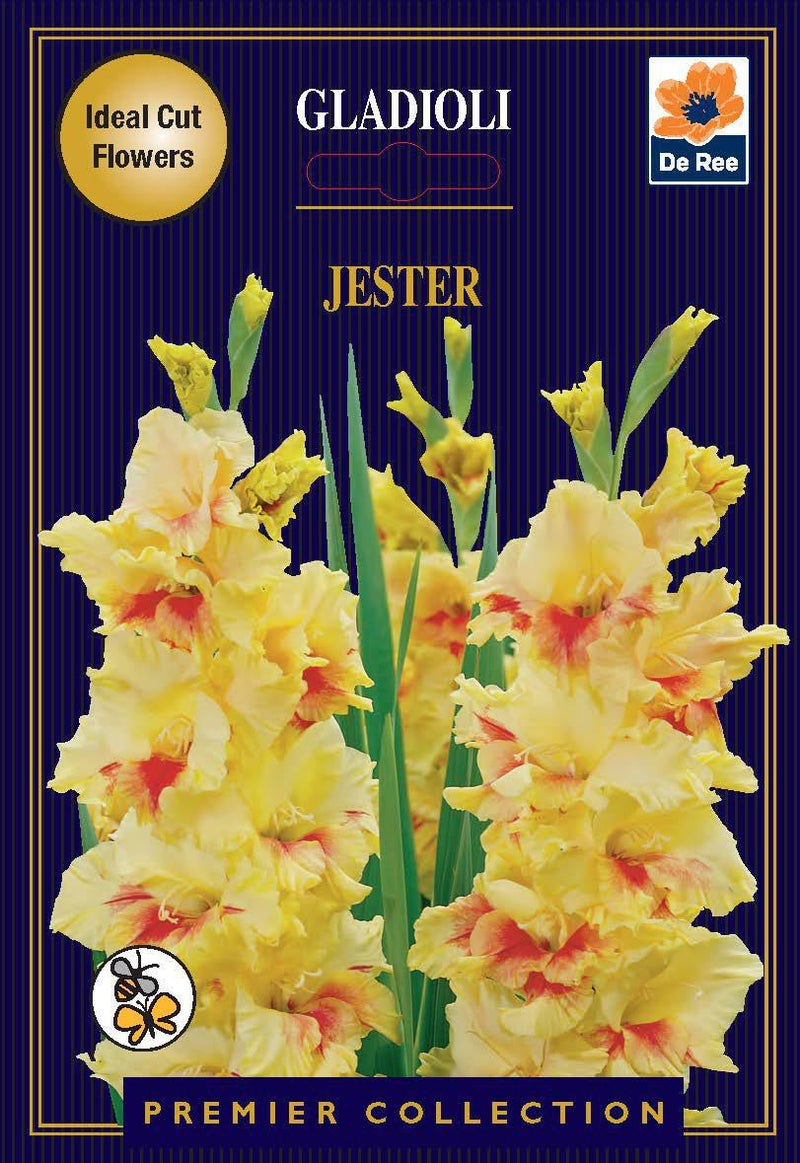 Gladioli Bulbs | Jester |10 Bulbs -