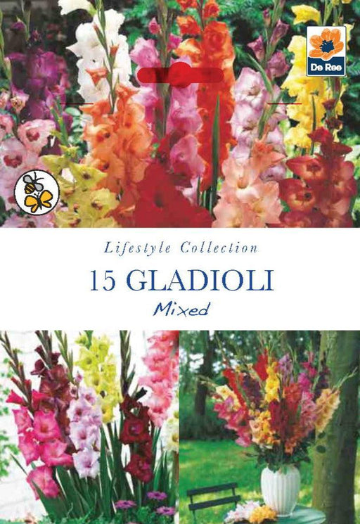 Gladioli Bulbs | Mixed | 15 Bulbs -