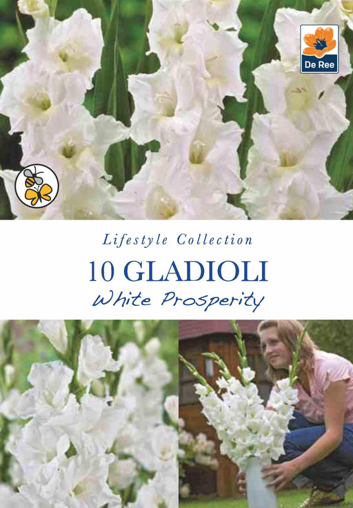Gladioli Bulbs | White Prosperity | 10 Bulbs -