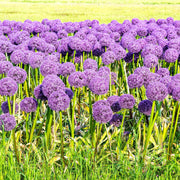 Allium 'Globemaster' 2L