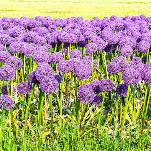 Allium 'Globemaster' 2L