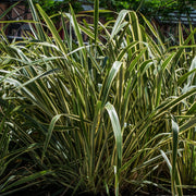 Phormium 'Gold Ray' 9cm / 2L -