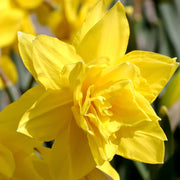 Daffodil 'Golden Ducat' (15 Bulbs) -