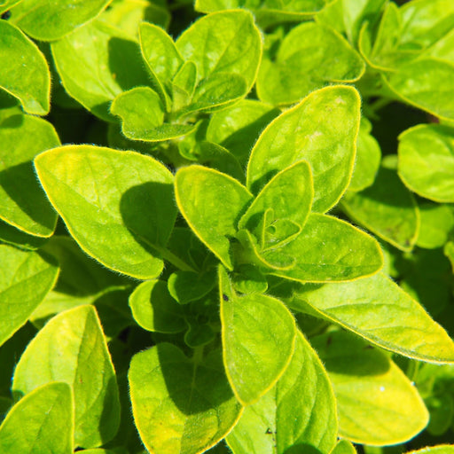 Oregano - Golden (Herb) 13cm -