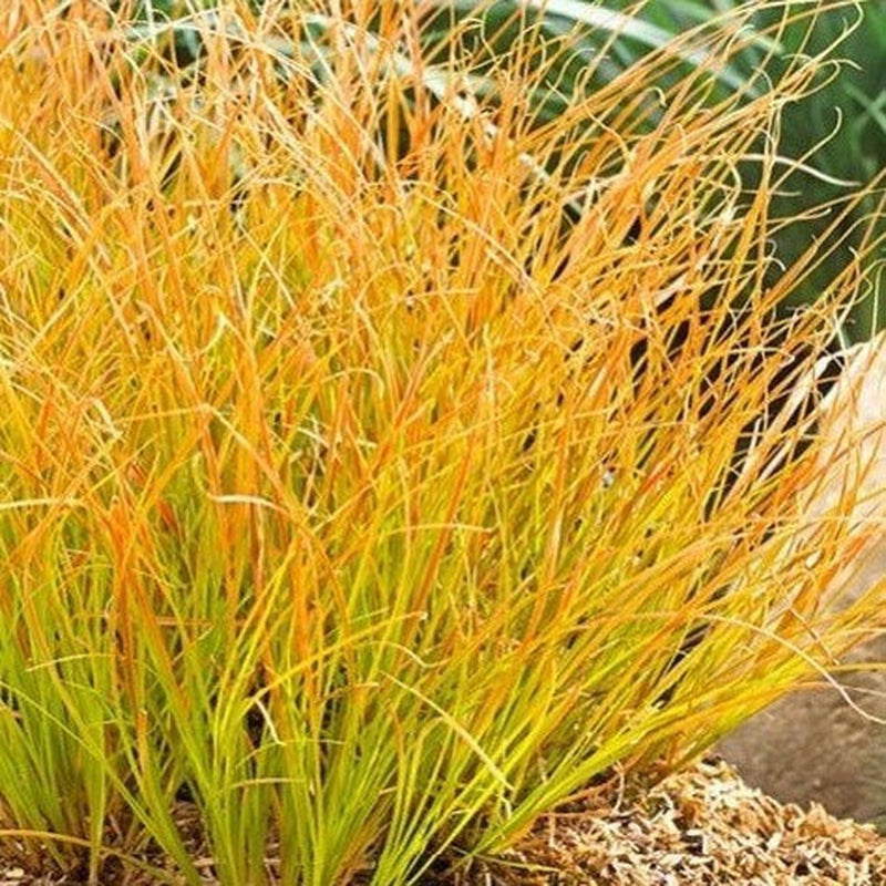 Carex testacea 'Prairie Fire' Grass 3L -