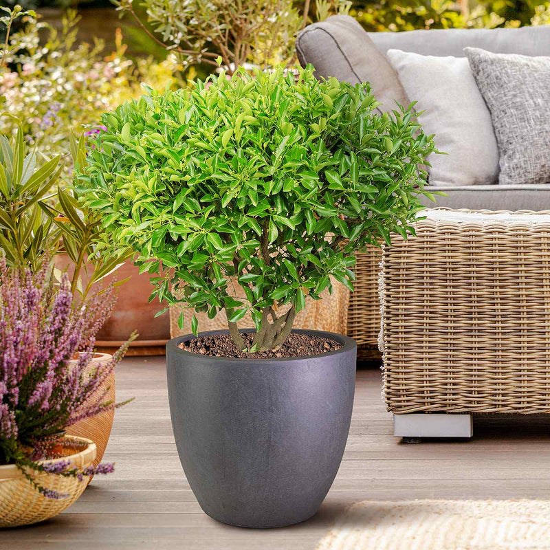 IDEALIST Lite 50cm Large Garden Planter for Trees | Washed Light Concrete Egg Round Planter | Contemporary Outdoor Plant Pot D50 H50 cm, 98L - Home & Garden > Lawn & Garden > Gardening > Pots & Planters > Planters