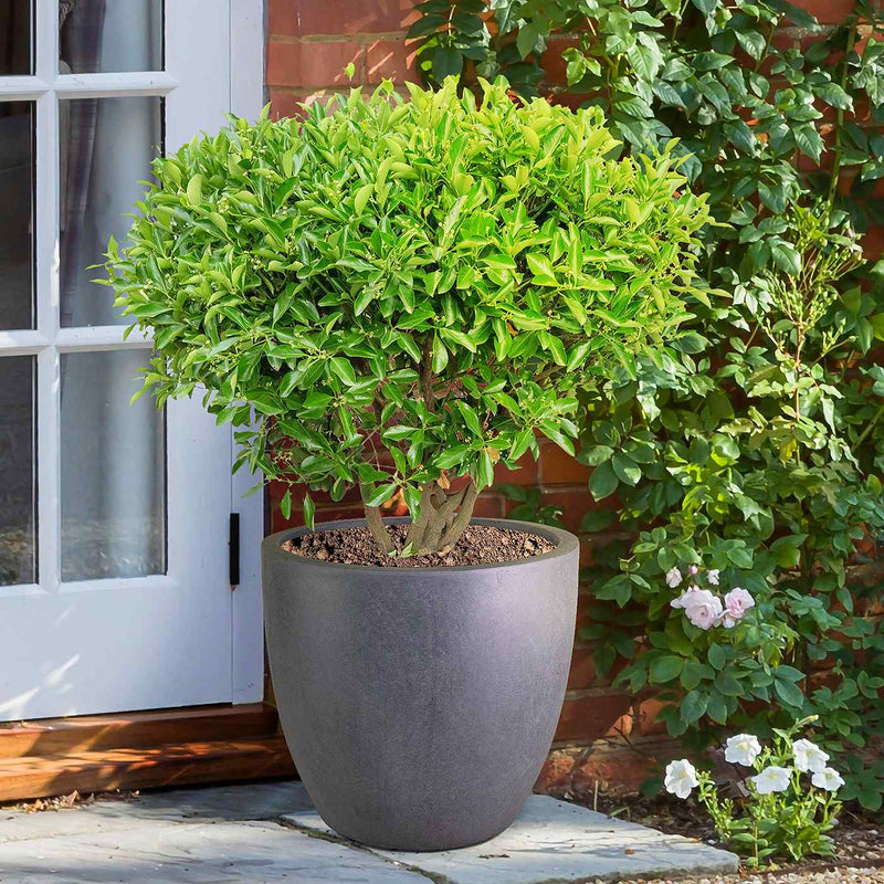 IDEALIST Lite 50cm Large Garden Planter for Trees | Washed Light Concrete Egg Round Planter | Contemporary Outdoor Plant Pot D50 H50 cm, 98L - Home & Garden > Lawn & Garden > Gardening > Pots & Planters > Planters