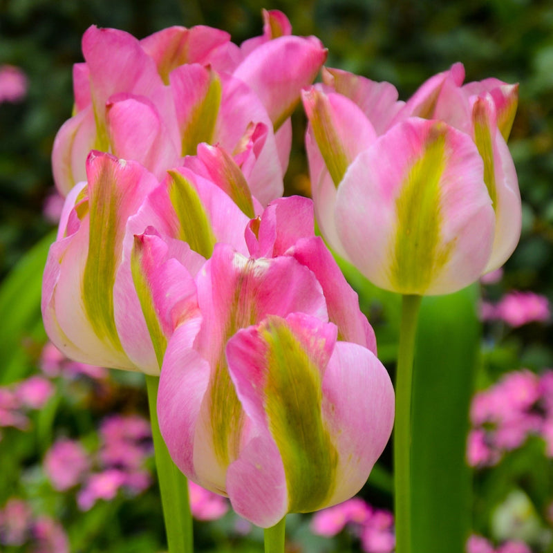 Tulip 'Groenland' (5 Bulbs) -