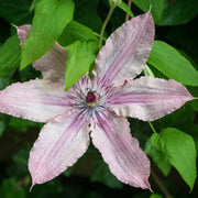 Clematis 'Hagley Hybrid' 60cm -