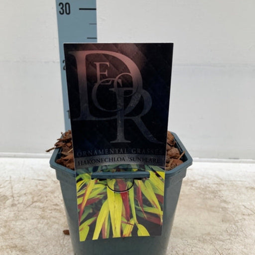 Hakonechloa macra 'Sunflare' Grass 2L -