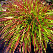 Hakonechloa macra 'Mulled Wine' 9cm -
