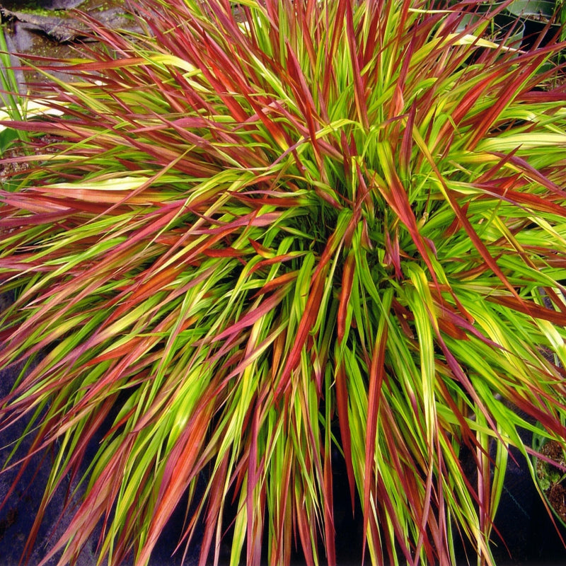 Hakonechloa macra 'Mulled Wine' 9cm -