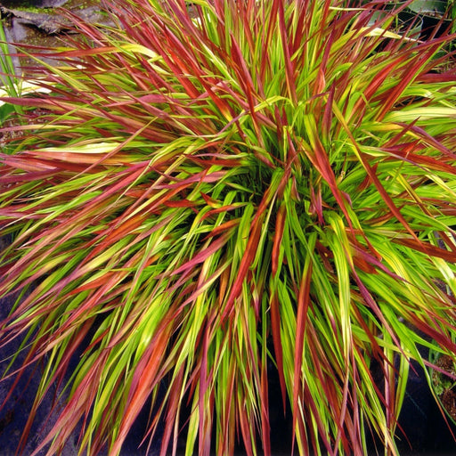 Hakonechloa macra 'Mulled Wine' 9cm -