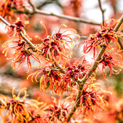 Hamamelis - Orange Beauty (Witch Hazel) 5L -