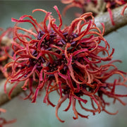 Hamamelis - Rubin (Witch Hazel) 2L / 5L -