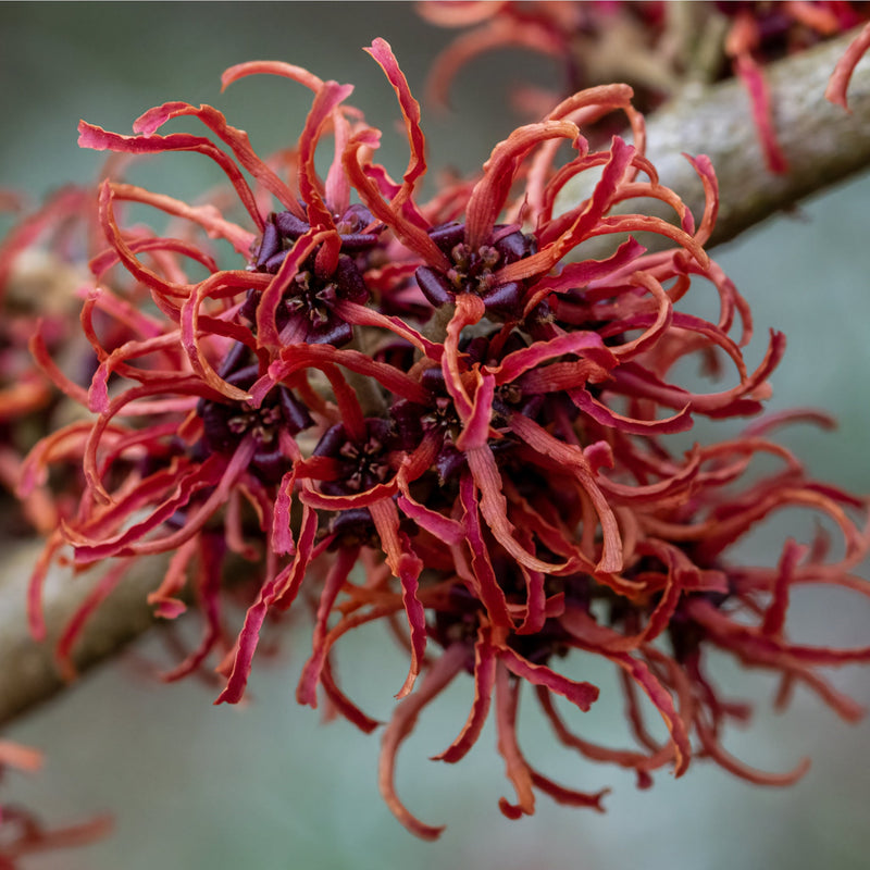 Hamamelis - Rubin (Witch Hazel) 2L / 5L -
