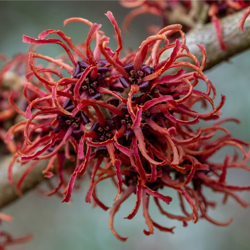 Hamamelis - Rubin (Witch Hazel) 2L / 5L -