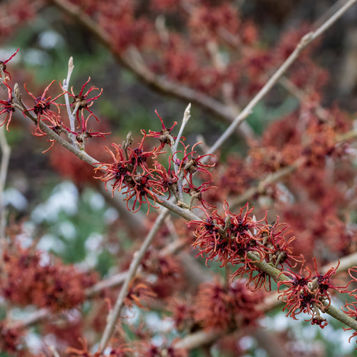 Hamamelis - Rubin (Witch Hazel) 2L / 5L -