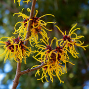 Hamamelis x intermedia Arnold Promise (Witch Hazel) 5L -
