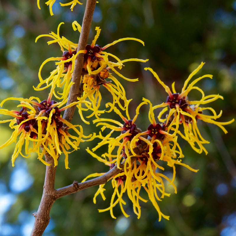 Hamamelis x intermedia Arnold Promise (Witch Hazel) 5L -