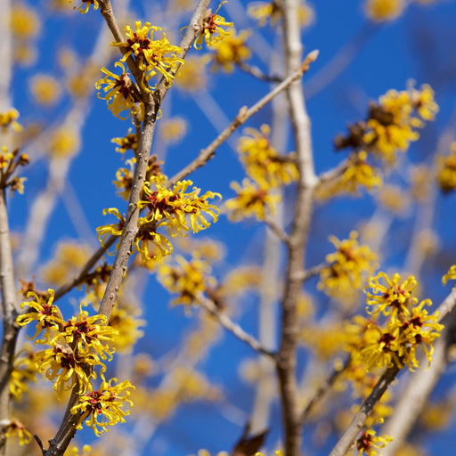 Hamamelis x intermedia Arnold Promise (Witch Hazel) 5L -