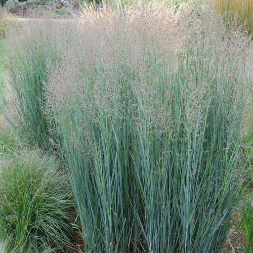 Panicum virgatum 'Heavy Metal' 9cm -