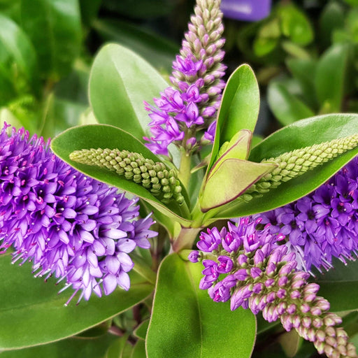 Hebe 'Garden Beauty Blue' 2L -