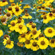 Helenium 'El Dorado' 1.5L -