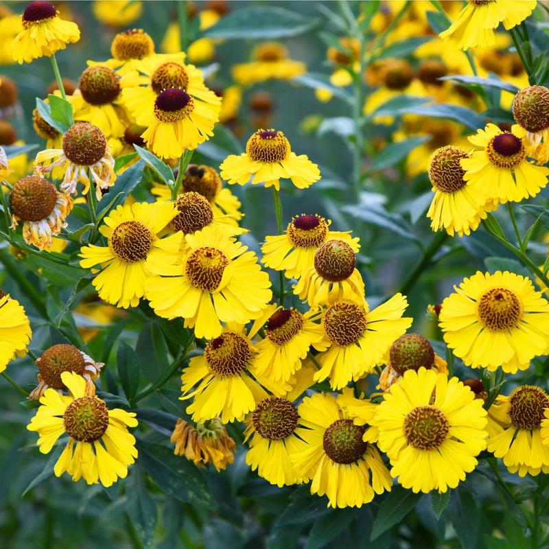 Helenium - Tip Top 1L -