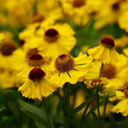 Helenium 'El Dorado' 1.5L -
