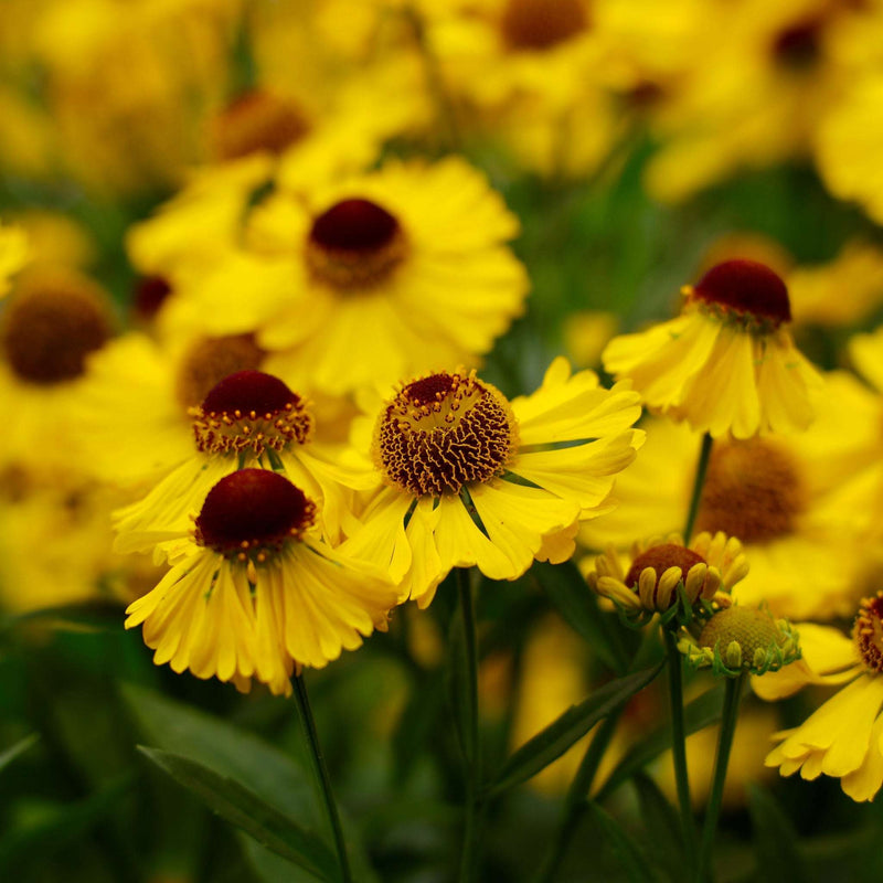 Helenium 'El Dorado' 1.5L -