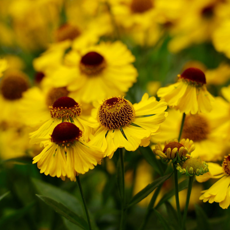 Helenium - Tip Top 1L -