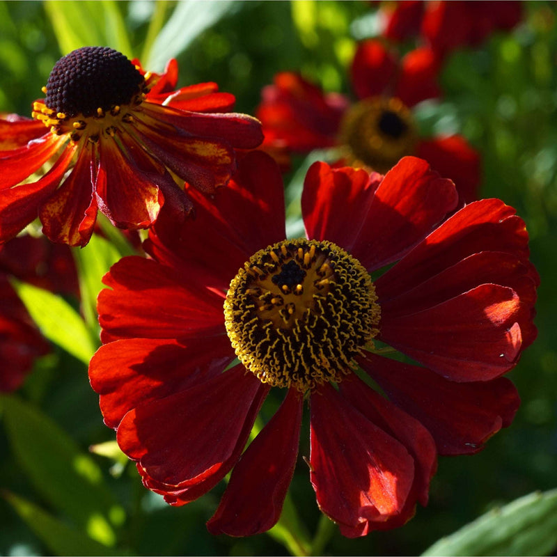 Helenium 'Ruby Thuesday' 1.5L