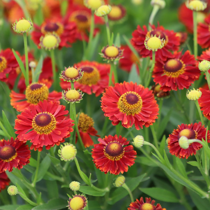 Helenium 'Red Shades' 9cm -