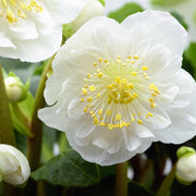 Helleborus nyger 'Christmas Carol' | Christmas Rose | Hellebore | 9cm-2L Available -