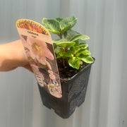 Helleborus nyger 'Christmas Carol' | Christmas Rose | Hellebore | 9cm-2L Available -