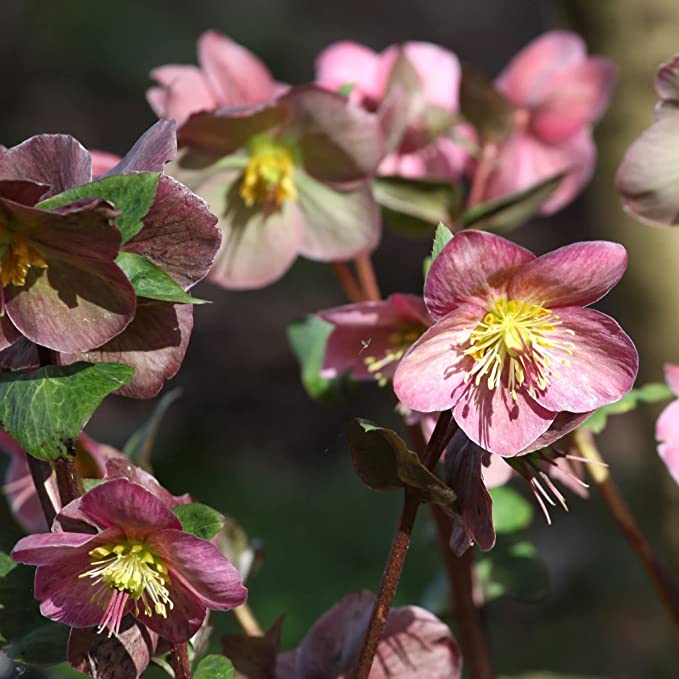 Hellebore/Helleborus orientalis - Pink (9cm) -