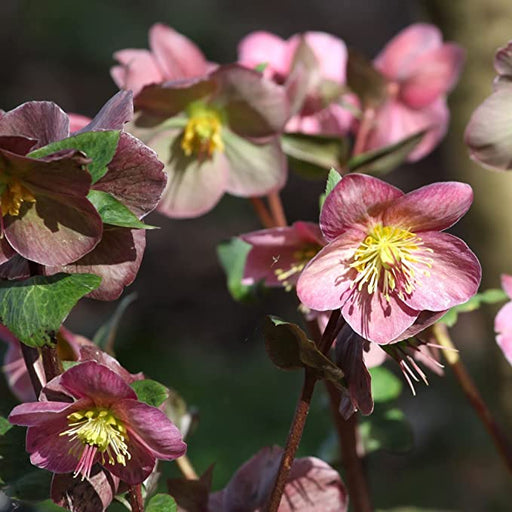 Hellebore/Helleborus orientalis - Pink (9cm) -