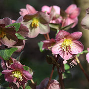 Mix of 3 Helleborus / Hellebore (3 x 9cm Pots) -
