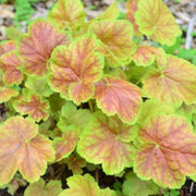 5 Perennials for a Shady Site -