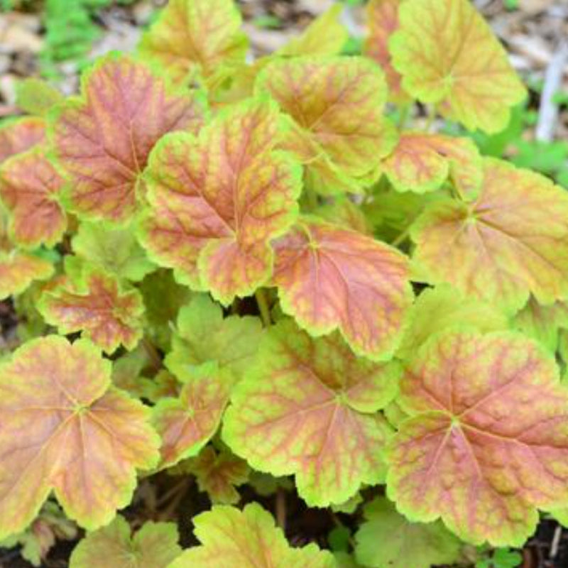 5 Perennials for a Shady Site -