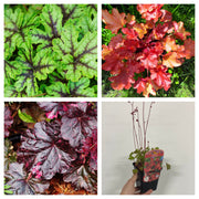 Mix of 3 x Heuchera 9cm -